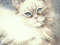 un amour de chat