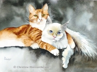 Amour de chats