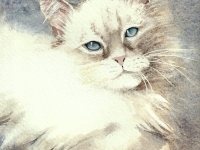 un amour de chat